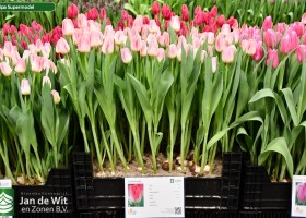 Tulipa Supermodel (1)